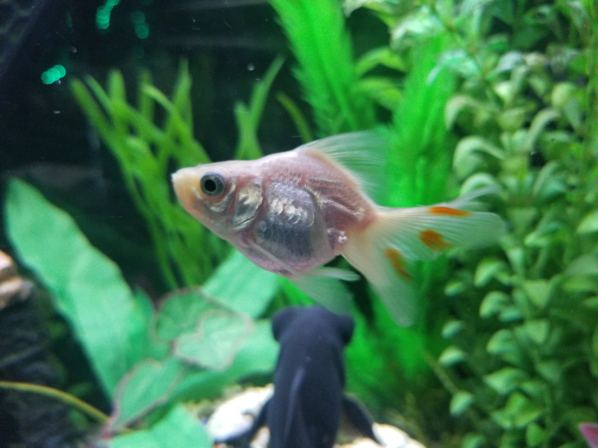 DabzMader's tweet photo. Random goldfish pics I have I love the bubble eyes guys (BlackMoore) https://t.co/rg1yGt73G4