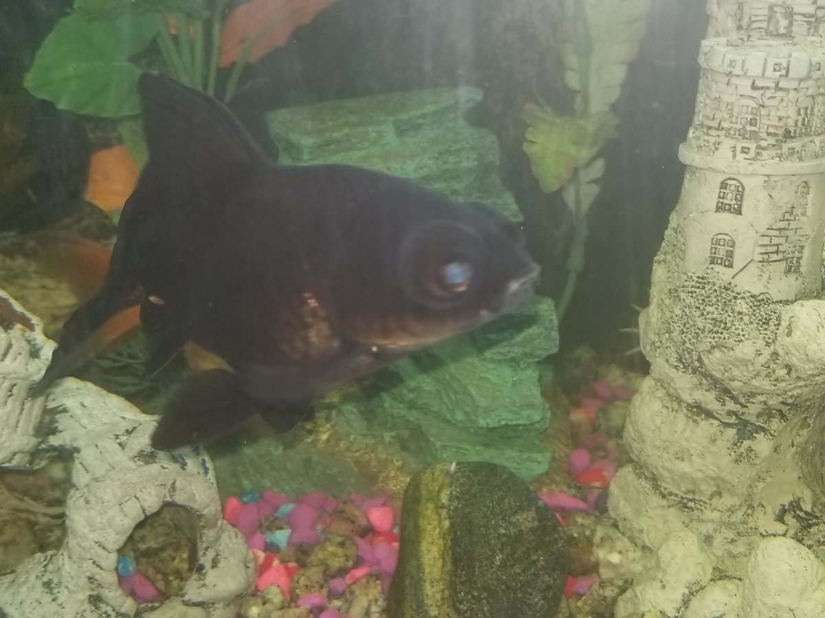 DabzMader's tweet photo. Random goldfish pics I have I love the bubble eyes guys (BlackMoore) https://t.co/rg1yGt73G4