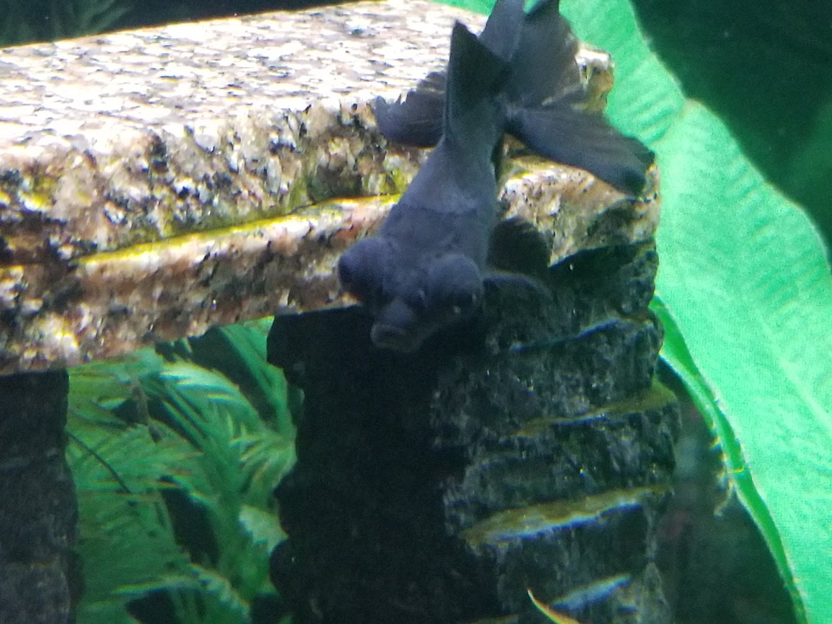 DabzMader's tweet photo. Random goldfish pics I have I love the bubble eyes guys (BlackMoore) https://t.co/rg1yGt73G4