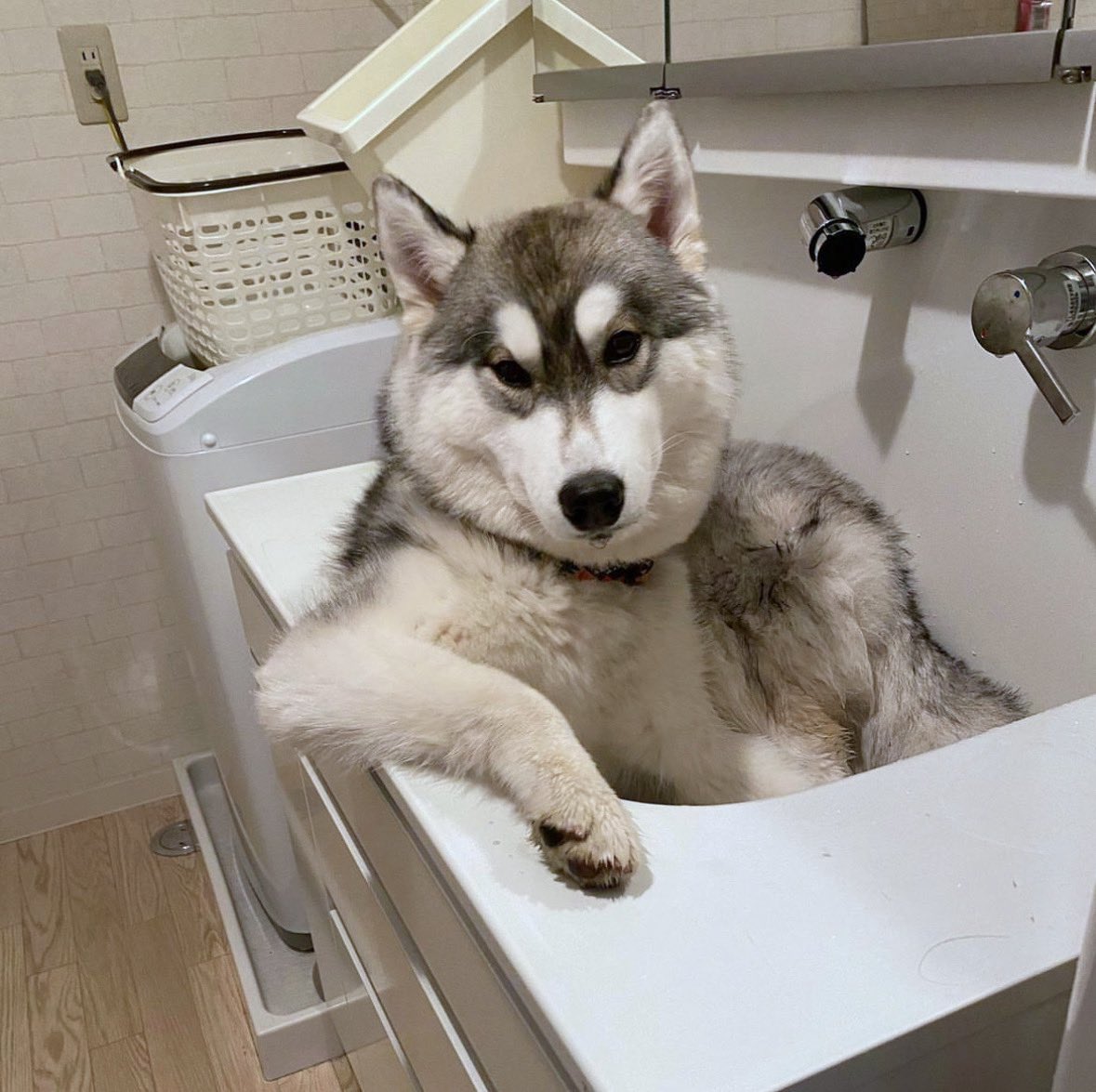 WeRateDogs tweet media