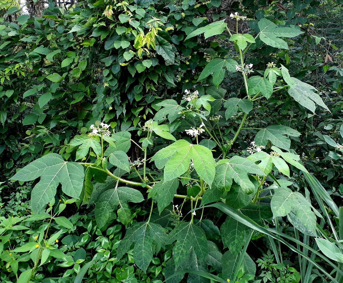 celsodolago's tweet photo. PLANTAS DO BRASIL
Cnidoscolus urens (Euforbiáceas), «cansanção»,
arbusto lenhoso muito urticante, de amplíssima distribuição nas Américas.
No centro de Minas Gerais ocorre na «mata seca» (mata atlântica ligada ao calcário).
Merece ser cultivado.
#Euphorbiaceae #MataSeca . https://t.co/oHM5zJDVjl