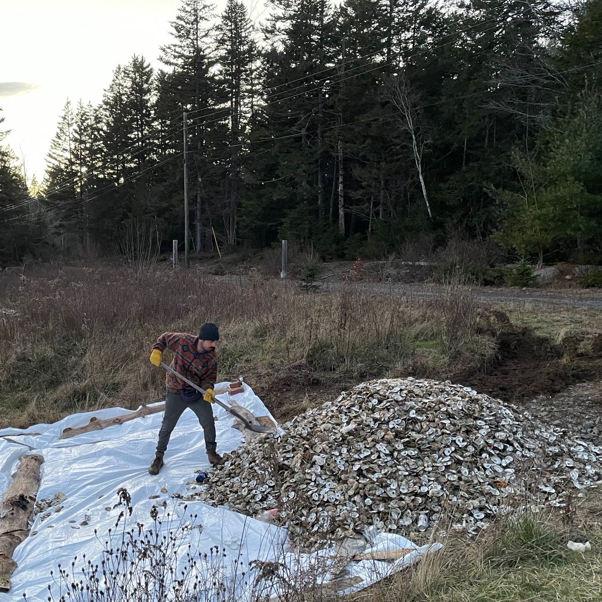 Thanks to Halifax’s love of oysters, we have lots of shells to help our coastal restoration projects! 🦪 They’ll dry for a year on land before returning to the sea to become habitats for future oysters. <a href="/HfxOysterFest/">Halifax Oyster Fest</a>