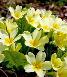 It's #winterflowerday and here's a nice bouquet of English primroses for you. Like most primroses, it thrives in partial shade and moist soil, making it a great addition to a woodland garden.

Photo by: Pavel_Klimenko / Shutterstock