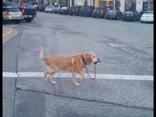Seguro que tu perro es muy listo y sabe cruzar la calle solo, pero por si acaso llévalo atado. 
#Piensaentodos