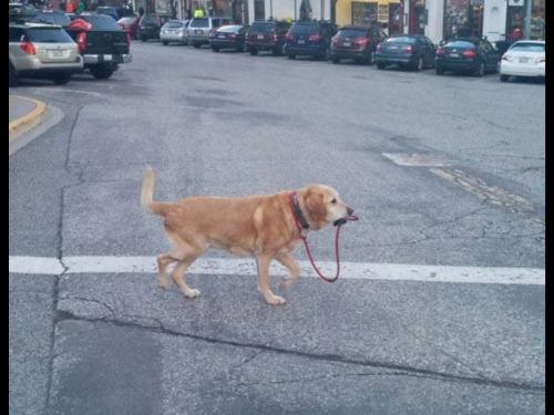 Seguro que tu perro es muy listo y sabe cruzar la calle solo, pero por si acaso llévalo atado. #Piensaentodos