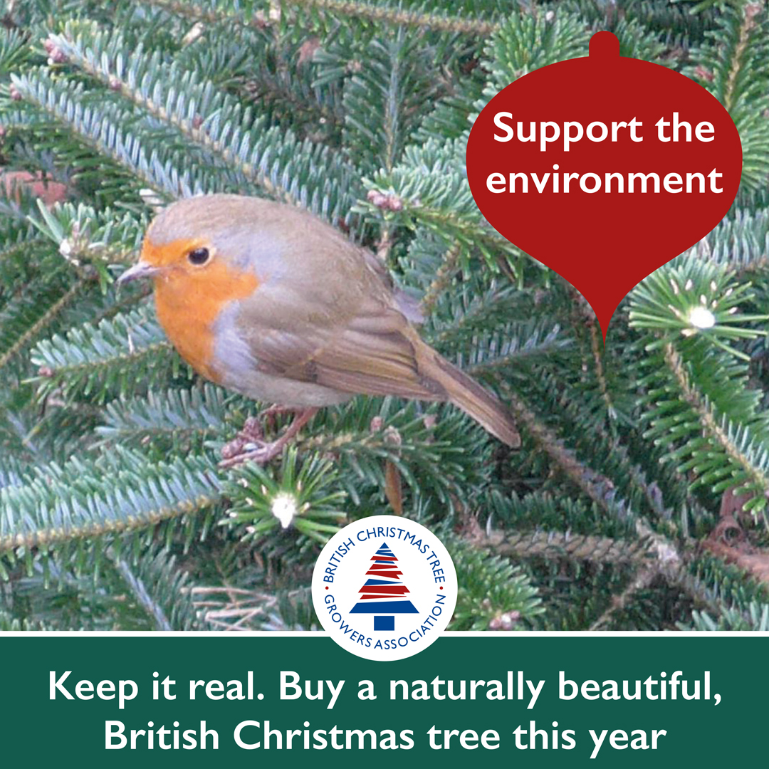 🌲💚 Real Christmas trees truly are green 💚🌲
They are not manufactured in a factory (obviously!), absorb CO2 &amp; release oxygen, provide homes for wildlife. Each tree that is harvested another is planted, a real tree is recyclable.
bctga.co.uk