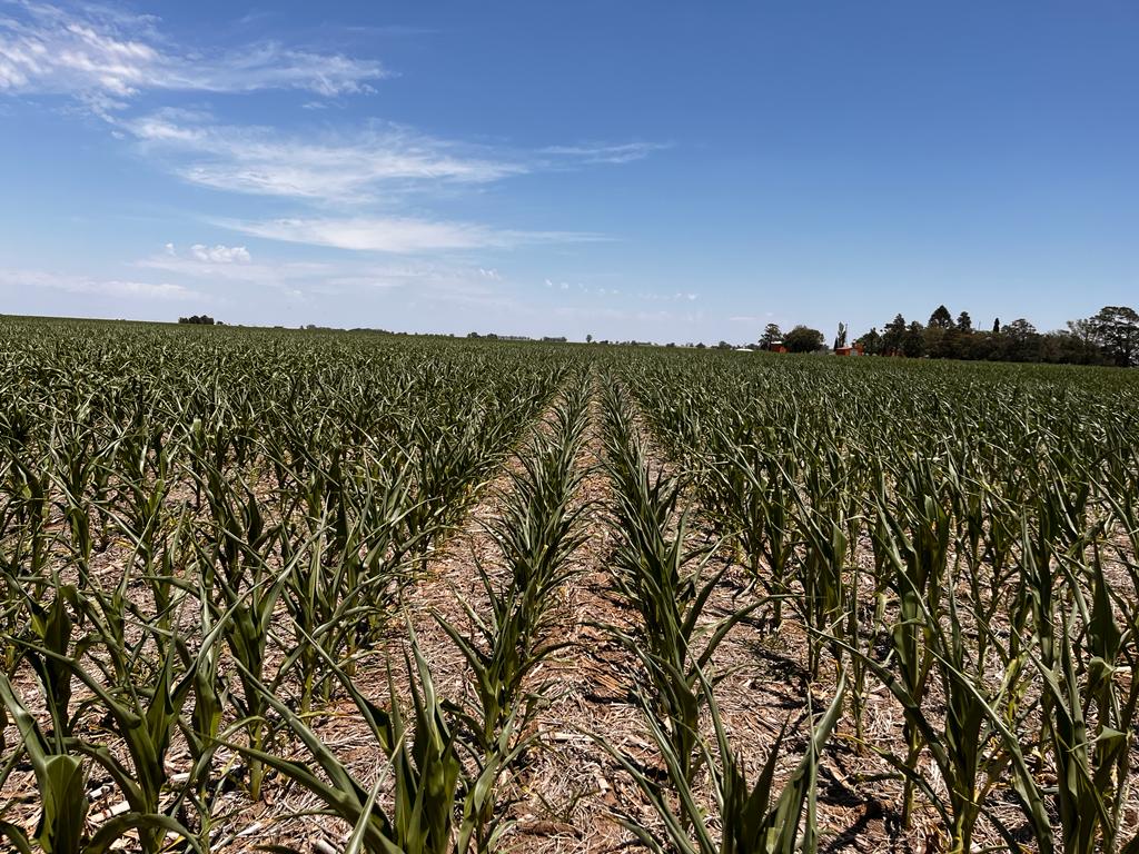 #OlaDeCalor #MaizConSequia #MaizLG
🚩Cañada de Gomez SF 
°T 39
F. Siembra 18 Oct
Ensayo Strip Test LG temprano
Acartuchado y con falta Agua
Esperamos  🌧 pronto y no perder muchos ensayos por sequía
<a href="/DiegoAlonso1980/">Diego Alonso</a> <a href="/LeonelCarignano/">Leonel Carignano</a> <a href="/mauriciofugante/">Mauricio</a> <a href="/manu_colomar/">Manuel Colomar</a>  
<a href="/JochiArigos/">Jochi Arigós</a>