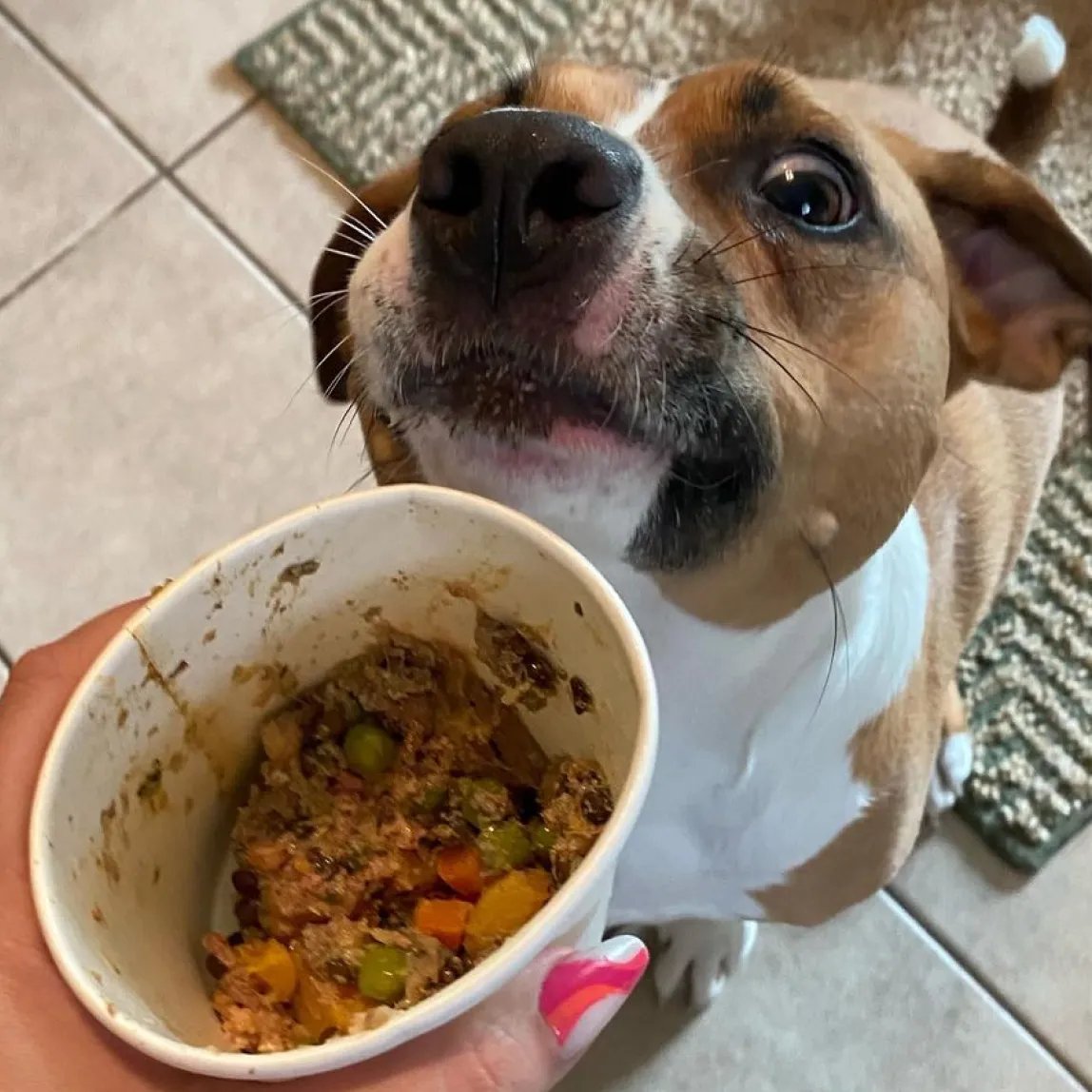 StayLabs's tweet photo. We get it- there's nothing worse than smelling your favorite food while it's cooking. 🤤 That's why the food at Stay is gently cooked and ready to be served once thawed. Real dog food, less hassle. https://t.co/hyPmWzolOK