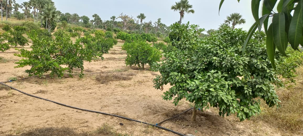 CLVB_SN's tweet photo. Quelques images de l'exploitation de Fandène, arrondissement de Keur Moussa où se tiendra l'atelier du 08 décembre sur les pratiques agroécologiques en collaboration avec le  Centre Wétioo de Formation en Agroécologie et AgriHub Yeesal.
#kebetu #atelier #écologie https://t.co/CJtPMrIO2r