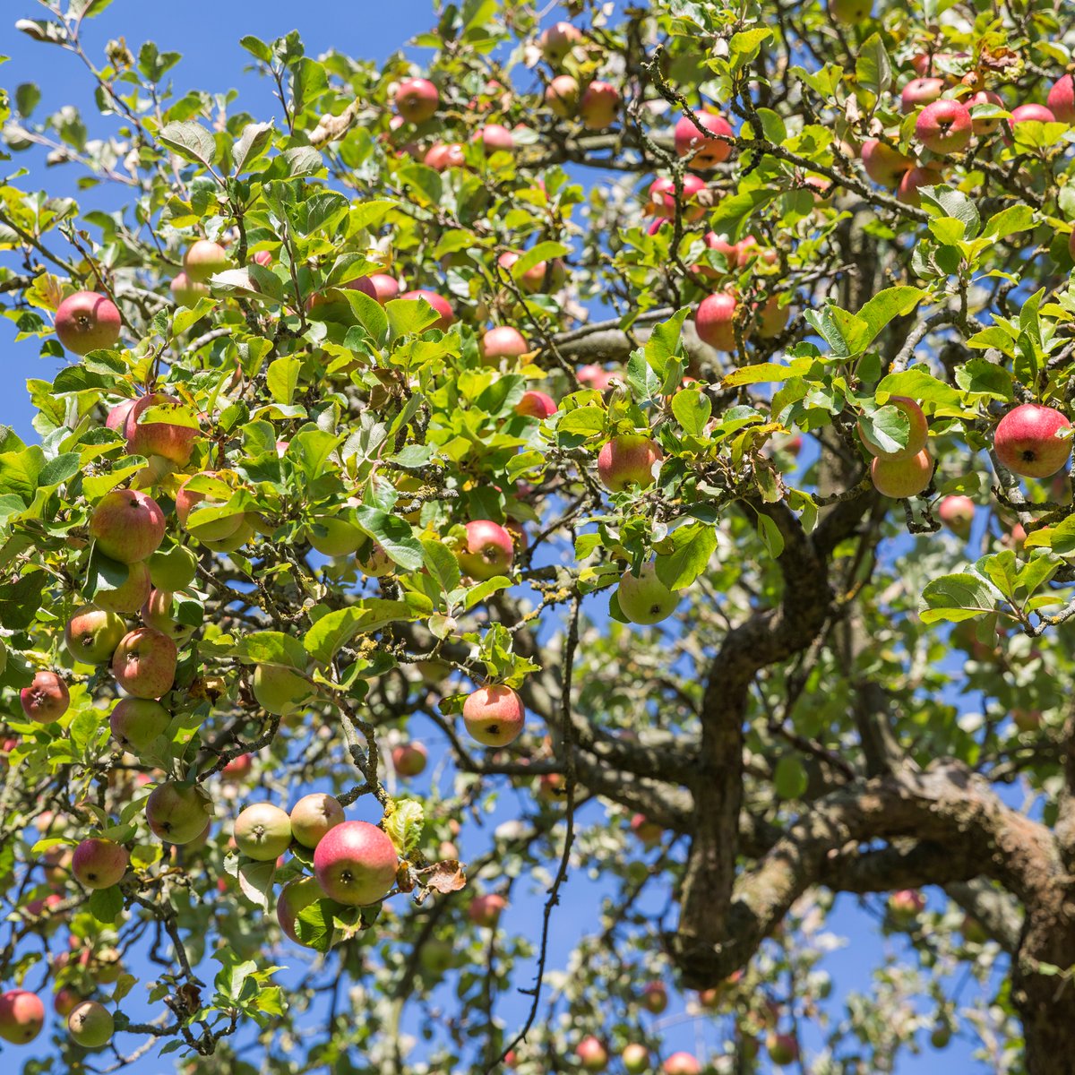 NEW today! #DarwinTreeOfLife has just published its first plant #genomes!🎉🍎 📑Check out the #GenomeNotes for the apple (Malus domestica) & European crab-apple (Malus sylvestris) (1/3) @WellcomeOpenRes👉ow.ly/NWKb50LXHO1