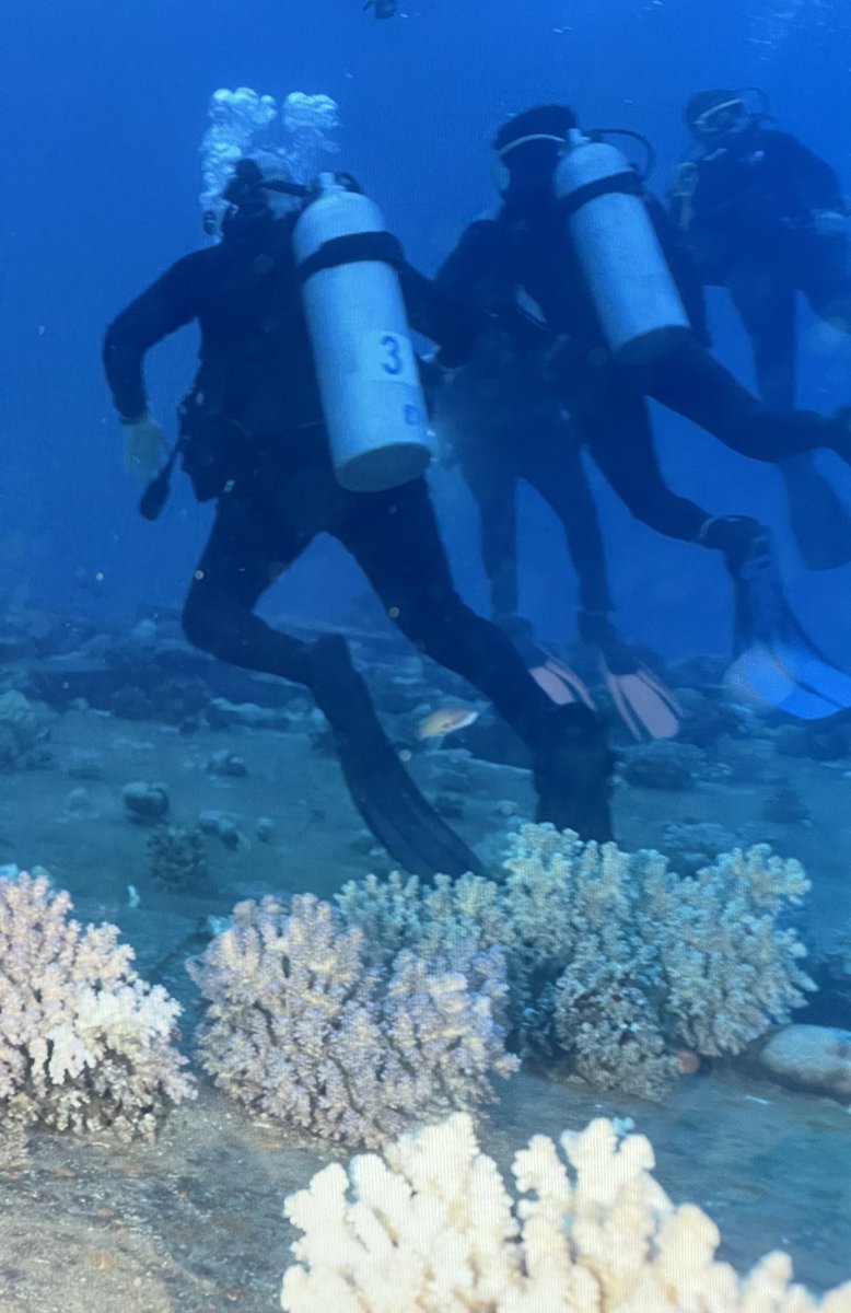 aloof_nerd's tweet photo. Looking over some photos from my last safari. 🤦🏼♀️
Oh, new divers…donning that amazing seahorse posture. We had them all with much better buoyancy at the end of the trip.
.
#scuba #scubadiving #scubatourism #whoops #newdivers #scubadive #redsea #egyptscuba #redseascuba https://t.co/x0AqVbol2d