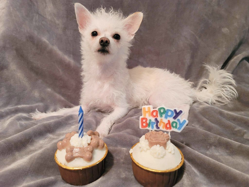 ReinaleneV's tweet photo. Happy 1st Birthday Miklo! Your 🐾Pawrents love you so much! 🥰 https://t.co/QBynFaVkt1
