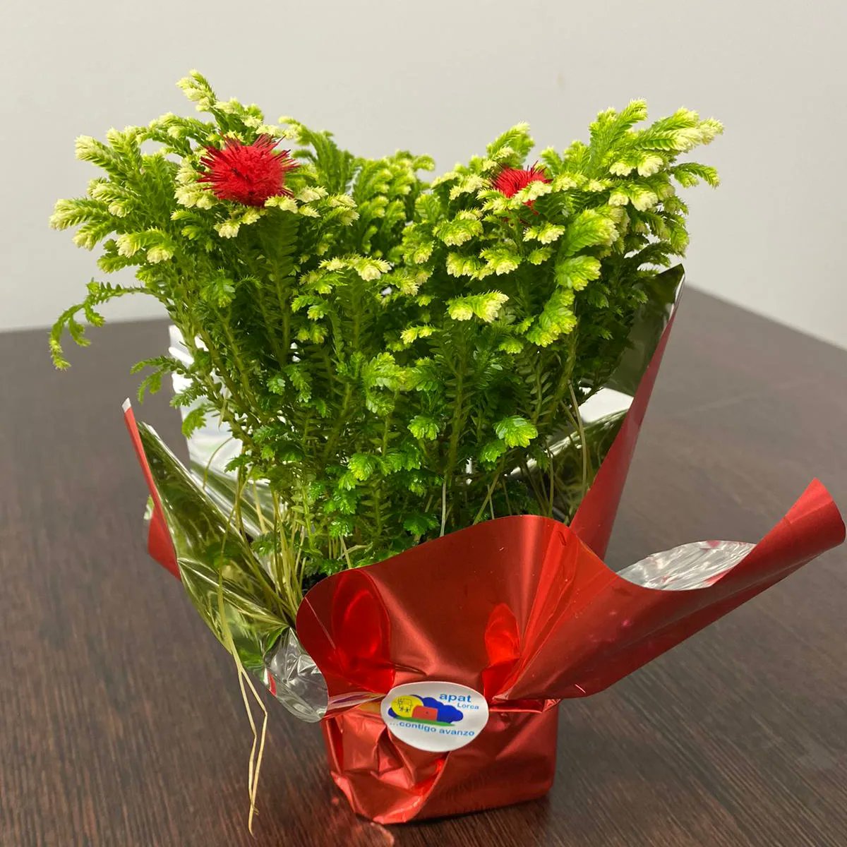 Apatlorca2013's tweet photo. Viernes 9 por la tarde y Sábado 10 todo el día estaremos en C.C Almenara vendiendo nuestras Flores de Jericó que tanto exito tuvieron el año pasado. Como novedad este año tenemos unas Estrellas grabadas con nuestro logo para decorar vuestro arbolito de Navidad. Os esperamos! https://t.co/4tkbXjTZ8c