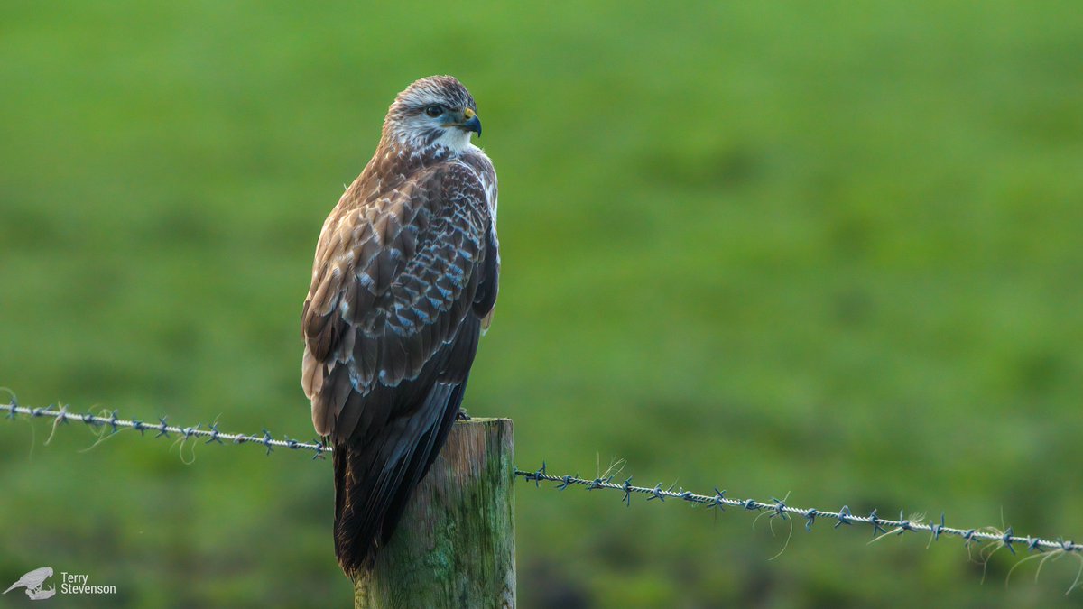 Chulavista21's tweet photo. A #Common_Buzzard near the barns on the approach road to @slimbridge_wild this afternoon #Glosbirds https://t.co/u1TIQ5G0M3
