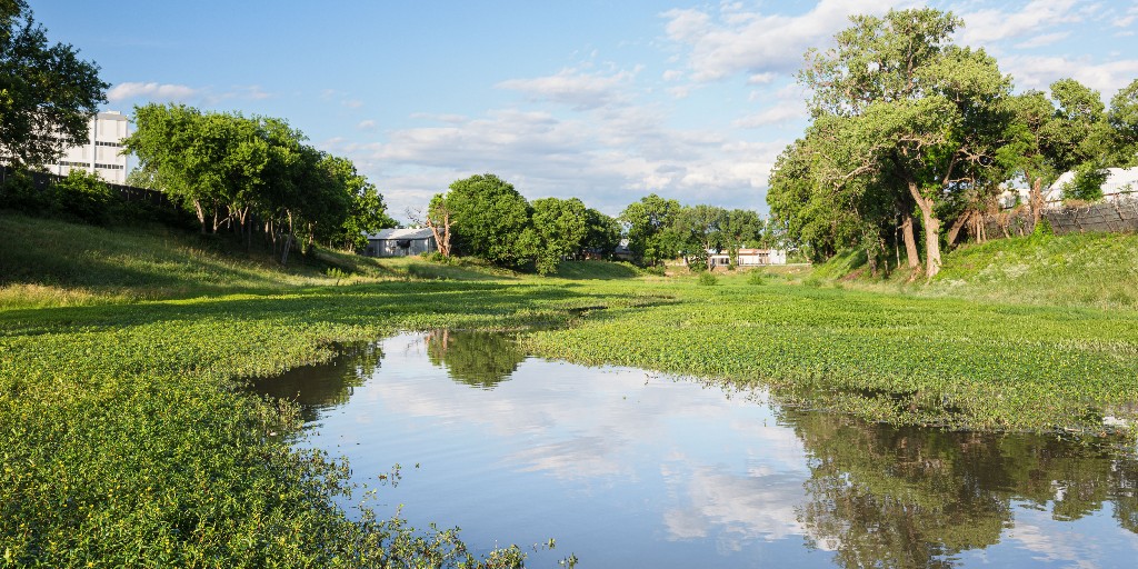 DallasCommons's tweet photo. #WetlandWednesdays
The #DallasWaterCommons will be a first-of-its-kind greenspace featuring cleansing wetlands. They are seen as the world’s most productive ecosystems, yet they disappear 3x faster than forests. We want to help solve this issue. #urbanwetland
@seanphoto 📸 https://t.co/TptcXjKhb1