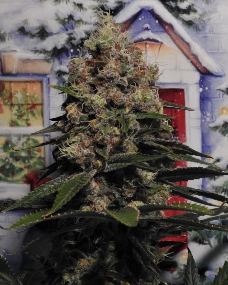 M_Seeds_nl's tweet photo. It's time to get into the festive spirit! And there's no better way than by sharing this amazing shot of our THC Snow π
β
What strains are you going to be enjoying over the Christmas period?
#msnlseeds #thcsnow #christmas #festiveseason #cannabiscommunity https://t.co/7BBdXV6ZCg