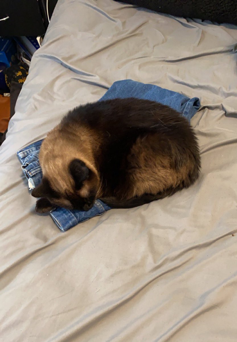 BeastlyBork's tweet photo. These are no longer my jeans… they have fallen prey to the beast. https://t.co/Pwrz1aiOaS