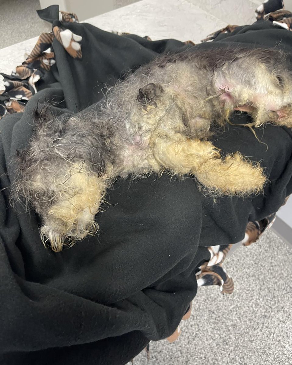 Detroit Dog Rescue tweet media