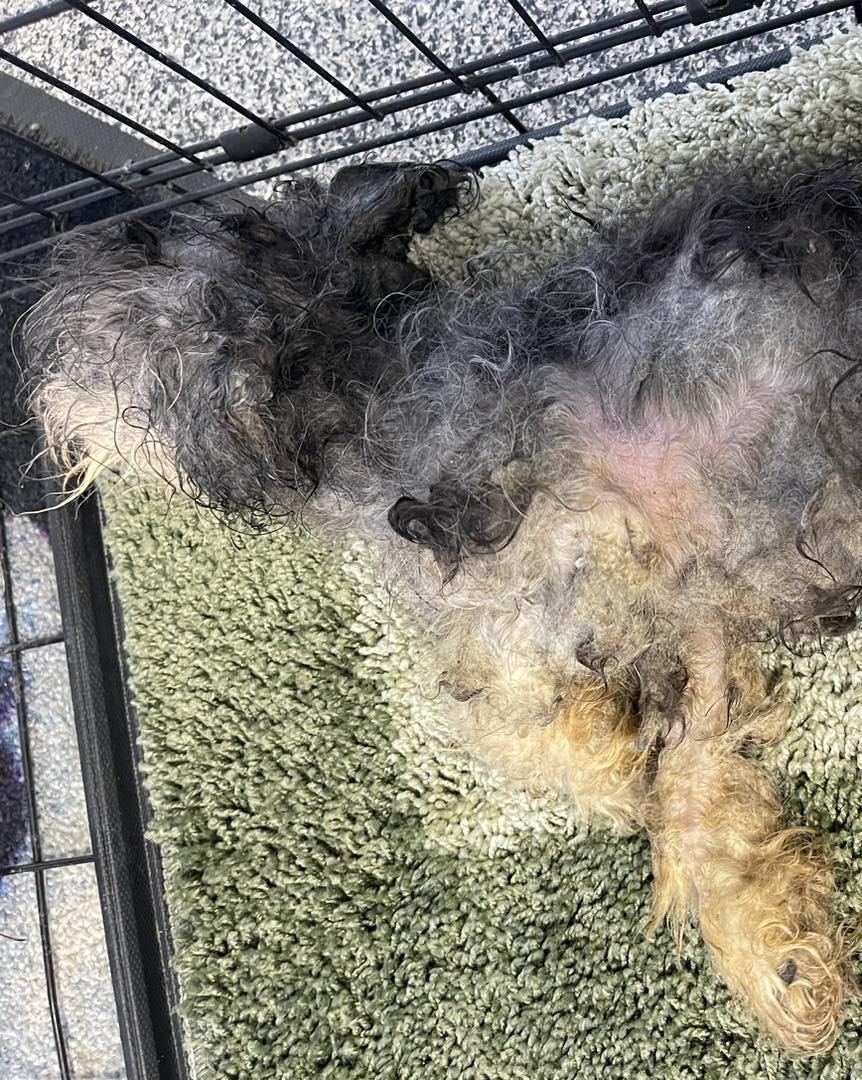 Detroit Dog Rescue tweet media