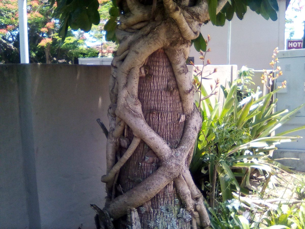 info4u2use's tweet image. SEO has many hidden issues that are becoming more important as the #ThingsNotStrings issues start adding up. #LinkAttributes are valuable #SEOtools 4ubrand.blogspot.com @Web_SEO_Job  @seosmarty @darth_na @dannysullivan