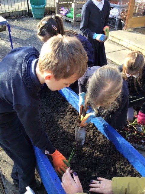 GCA_learning's tweet photo. Gardening Club have been busy planting onions 🧅 today ready for Year 5 and Year 1 to use in their Food Technology units later this year. @RHSSchools @EcoSchools #GCAeco #GCAgardening #GCAdt https://t.co/4kzyRil2ss
