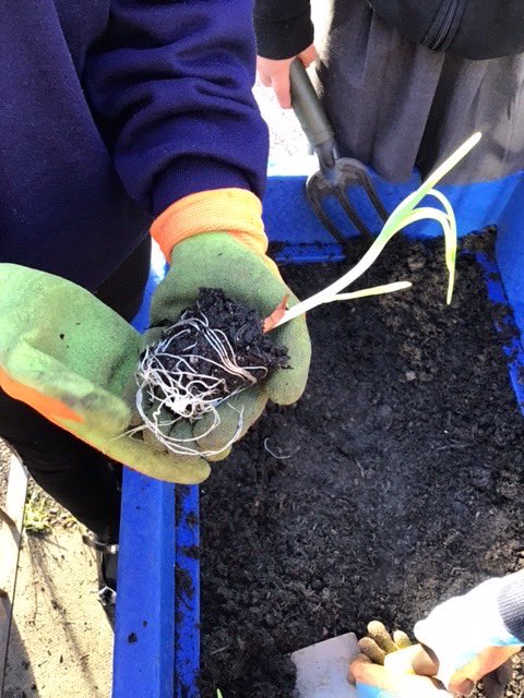 GCA_learning's tweet photo. Gardening Club have been busy planting onions 🧅 today ready for Year 5 and Year 1 to use in their Food Technology units later this year. @RHSSchools @EcoSchools #GCAeco #GCAgardening #GCAdt https://t.co/4kzyRil2ss