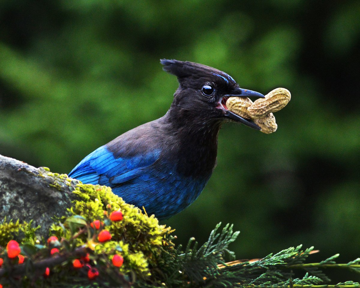 Audubon California tweet media