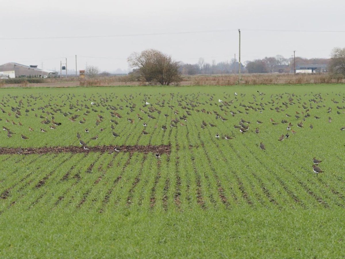 What an amazing sight! Over 2000 lapwings on The CRT's Chairman Nicholas Watt's Vine House Farm. Their choice of a direct drilled field is an indicator there are lots of insects in the soil to eat. Regenerative farming is the way to bring the countryside back to life.