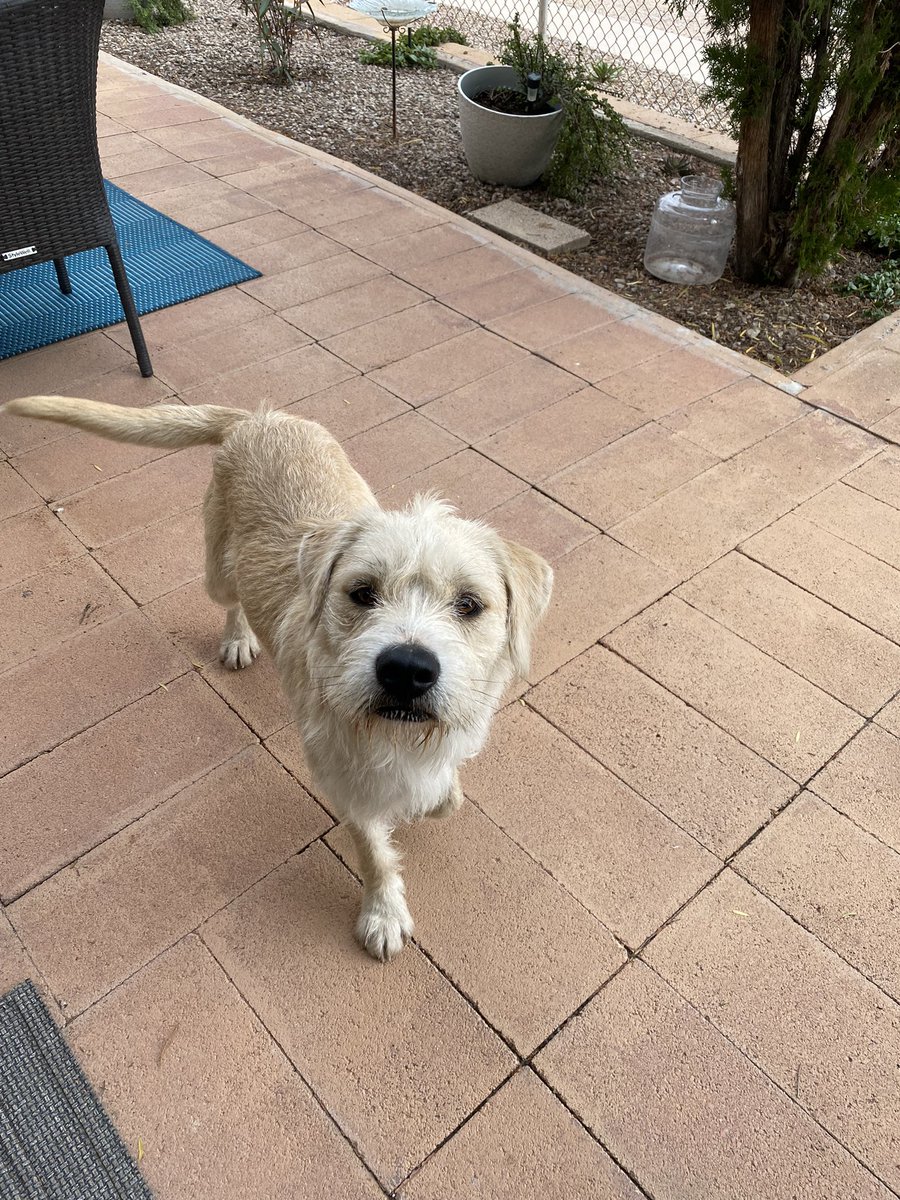 tucson: who’s lost dog?