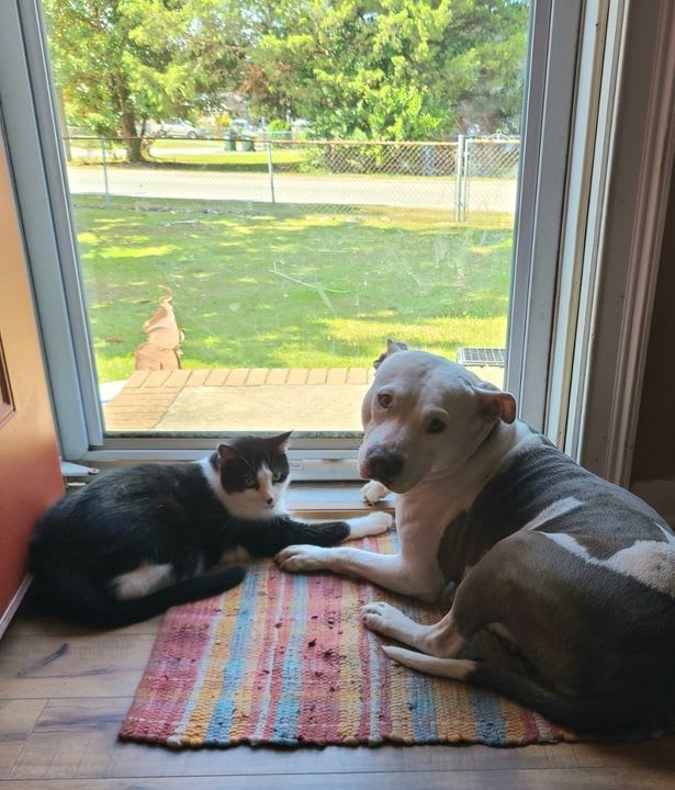 PSP5Points's tweet photo. "Oh, don't mind me! I'm just relaxing for a little bit after a hard day of chasing squirrels, getting belly rubs, and eating treats!" 🤣💚

#PSPColumbia #PetSuppliesPlus #Minusthehassle https://t.co/k0HOtIgHvA