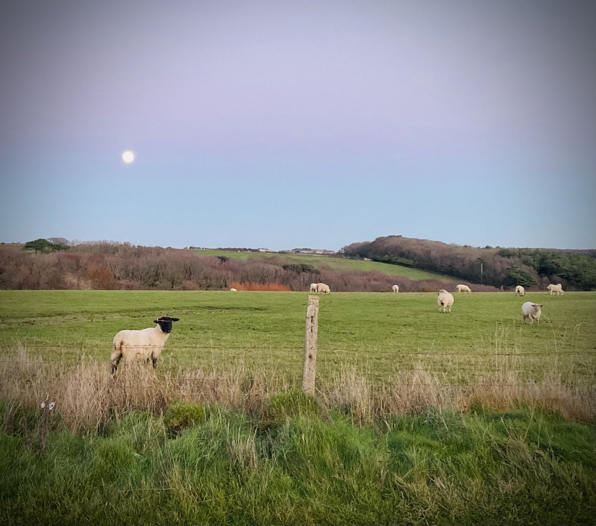 Juggling_Words's tweet photo. Drove along the Southerndown coast as dusk fell. 

The sheep looked content in the field as the moon appeared.

A silhouette couple enjoyed a campfire  on the pebbles as the sun disappeared over the ocean horizon.

Moment of zen.

#CardiffRegion #WinterNights #Nature #Photography https://t.co/HTw0S4drzA