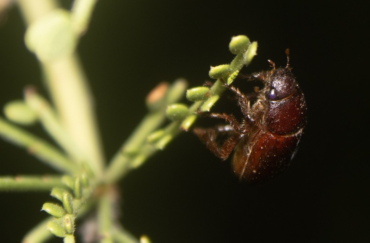 TomeoftheAbsurd's tweet photo. Entry #984759
May #Beetle/June #Bug (Phyllophaga vetula)
May beetles spend a huge majority of their life as subterranean grubs in hunt of roots, not knowing the light of day. What other beauties do we take for granted every day?
#wildlifephotography #photography #macro https://t.co/NLycdMDAkF