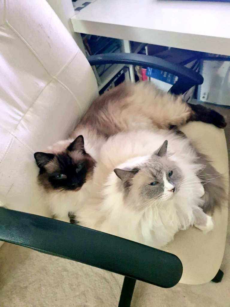 PeachSynapse's tweet photo. Sleep troubles = Cutie Patooties https://t.co/9ffBboPtgU