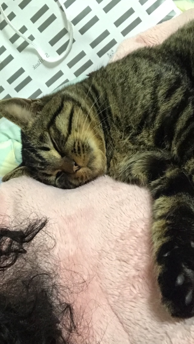 lori01serr's tweet photo. @hasansstache not mine but a stray i let into my dorm at night when it’s cold https://t.co/VnTwET9edQ