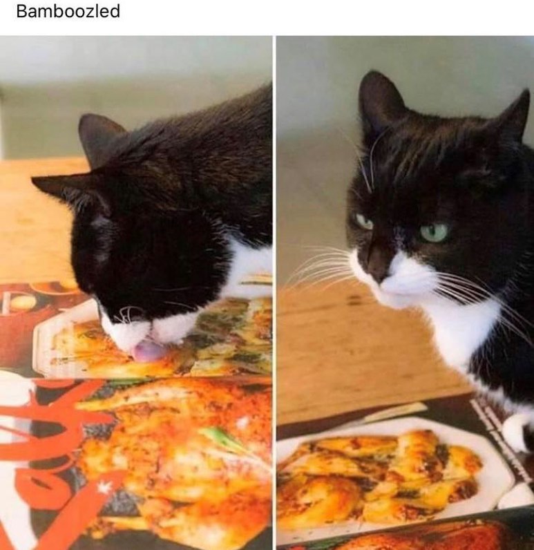 CATBRAINCELL's tweet image. 