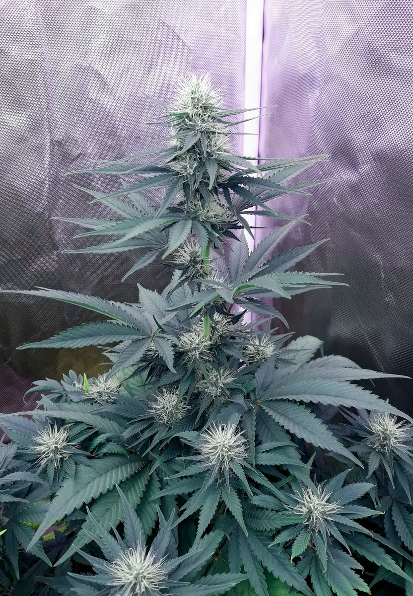 AdrycManellson's tweet photo. Un #TimeLap de sobre #SuperAk #SpecialDutch de @Kannabia_Samen en #PureTent #RefPet bajo #ThePureLed48oPro @ThePureFactory_, #Sust #BatMix @PlagronAruba powered todo por @DPlantasur para desearos una Feliz y Weed Noche desde #AdrycsCove, #NorthernSpain.
#CultivosPasados...🧚♂️😎 https://t.co/dffNndTvAM