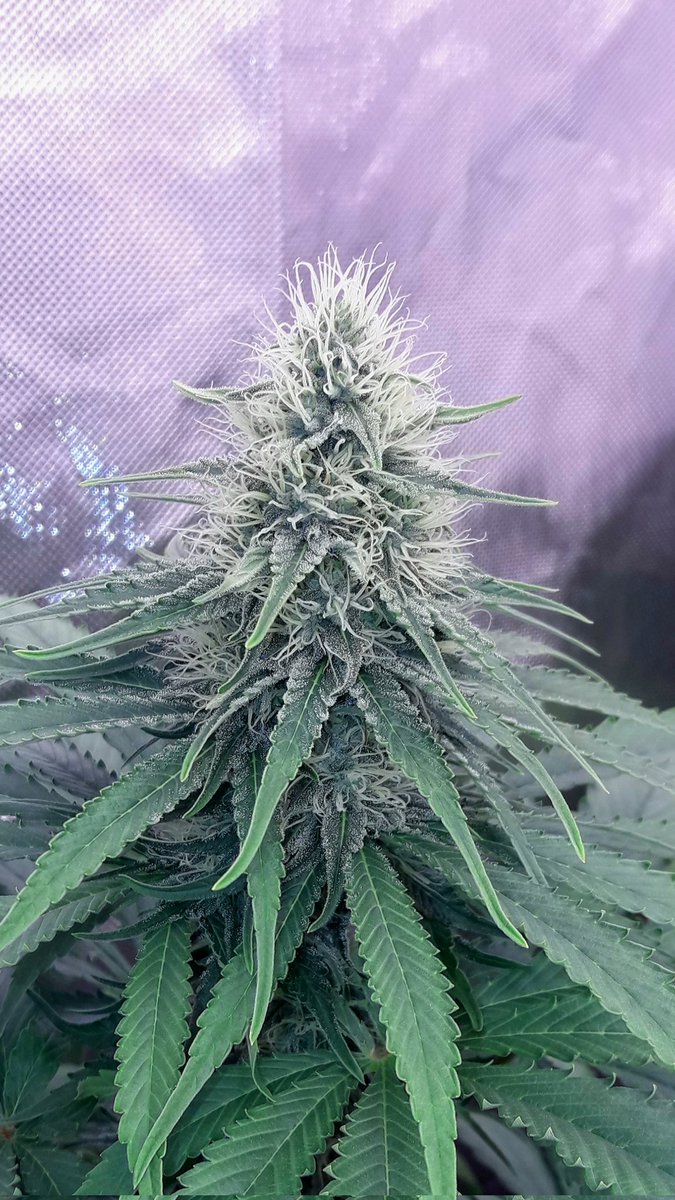AdrycManellson's tweet photo. Un #TimeLap de sobre #SuperAk #SpecialDutch de @Kannabia_Samen en #PureTent #RefPet bajo #ThePureLed48oPro @ThePureFactory_, #Sust #BatMix @PlagronAruba powered todo por @DPlantasur para desearos una Feliz y Weed Noche desde #AdrycsCove, #NorthernSpain.
#CultivosPasados...🧚♂️😎 https://t.co/dffNndTvAM