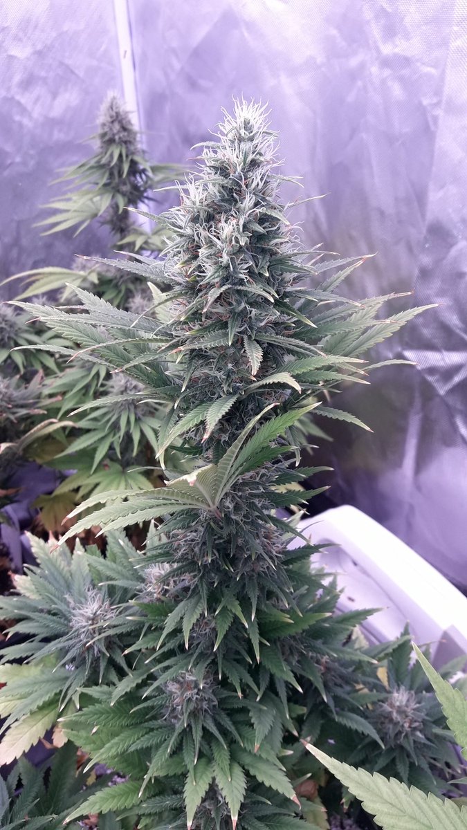 AdrycManellson's tweet photo. Un #TimeLap de sobre #SuperAk #SpecialDutch de @Kannabia_Samen en #PureTent #RefPet bajo #ThePureLed48oPro @ThePureFactory_, #Sust #BatMix @PlagronAruba powered todo por @DPlantasur para desearos una Feliz y Weed Noche desde #AdrycsCove, #NorthernSpain.
#CultivosPasados...🧚♂️😎 https://t.co/dffNndTvAM