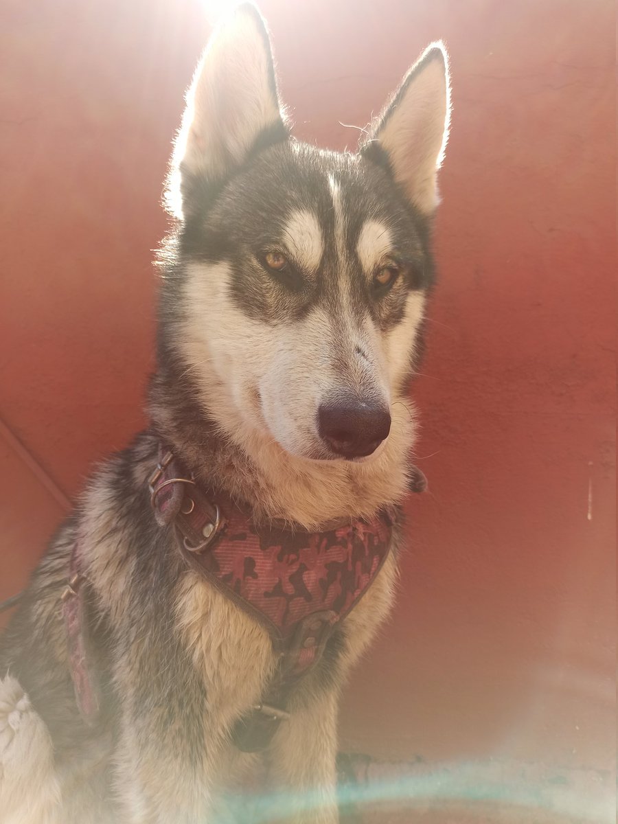 LUISEDGM's tweet photo. Husky encontrado busca hogar zona coacalco edomex rt por favor  @Lacasadelsalchi @PrrosPerdidosMX @MascotasSismo @AdogtaMiauMx @_PatriciaAnaya @AdoptaMx @lawera33 @PpEncontradosMx https://t.co/LPtO0NvpWJ