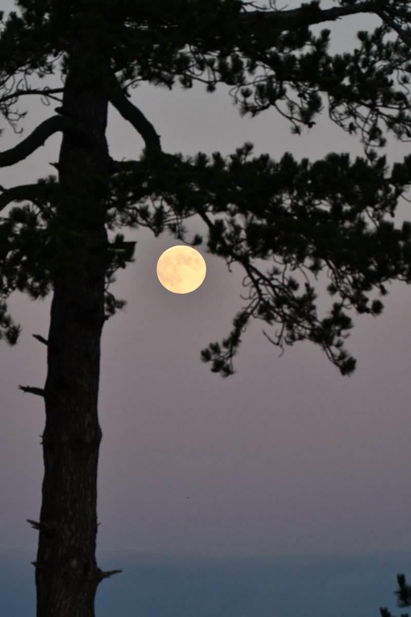 Tim Ridgeway tweet media