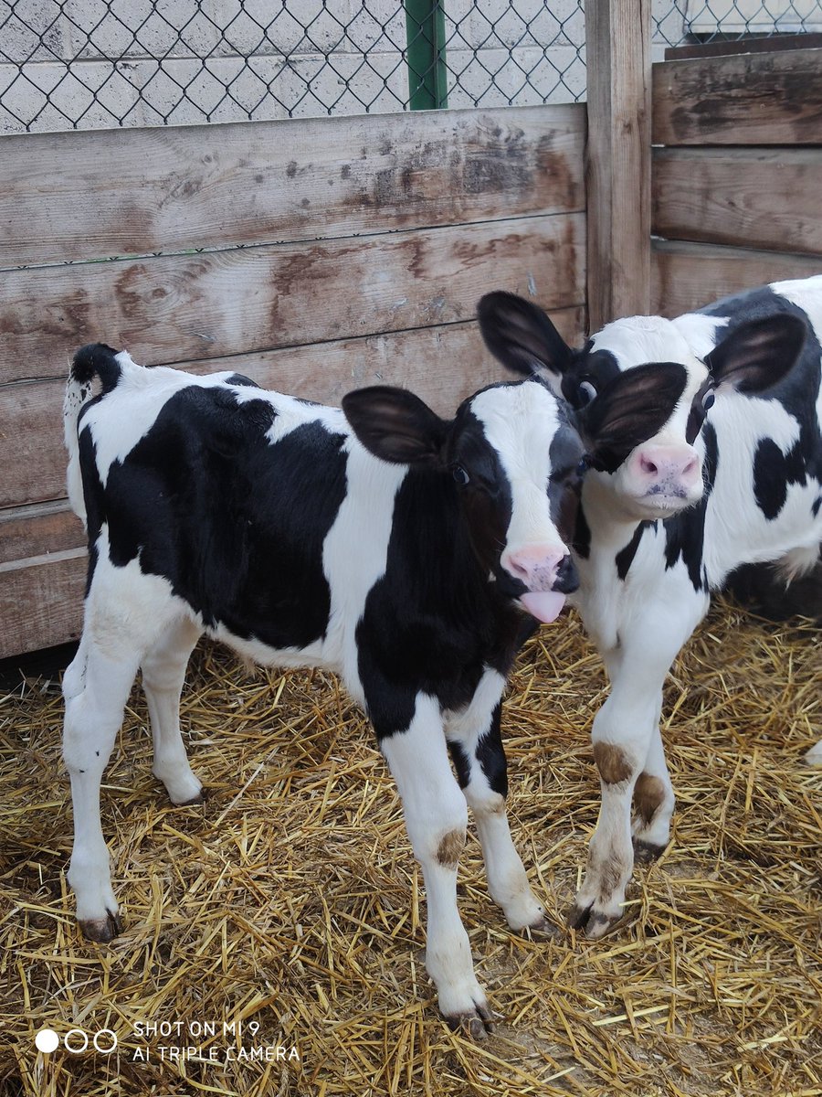 Sofía 🐄 tweet media