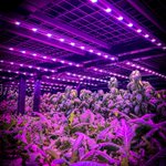 Photo by Balance Farms (@BalanceFarms)