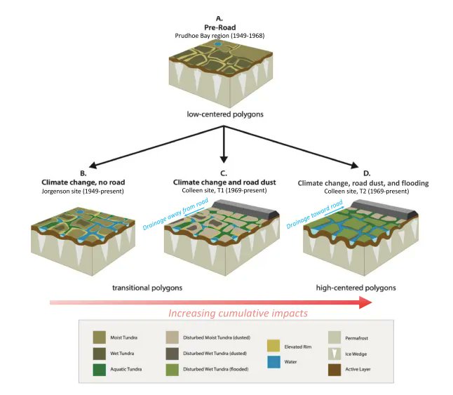 arcticdatactr's tweet photo. This #Wednesdayhighlight is a @uafairbanks publication on ice-wedge polygon morphology's interaction of #Arctic infrastructure and landscapes explored in the @ArcticScienceJ. Check out our Ice-Rich Permafrost Systems portal to read more! https://t.co/267ayZLVef https://t.co/Fbgg4aZKAi