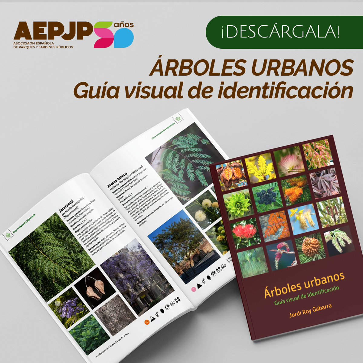 AEPJP's tweet photo. 🌳Nuestras ciudades encontramos una #NaturalezaUrbana de gran belleza y vital en nuestro día a día. 

Las espécies vegetales 🌿, son indispensables para combatir el #CambioClimático en nuestro planeta.

👉 Descarga la Guía escrita por @Subenuix1 en: https://t.co/faxuR7bfSX
#AEPJP https://t.co/myVQycCohj
