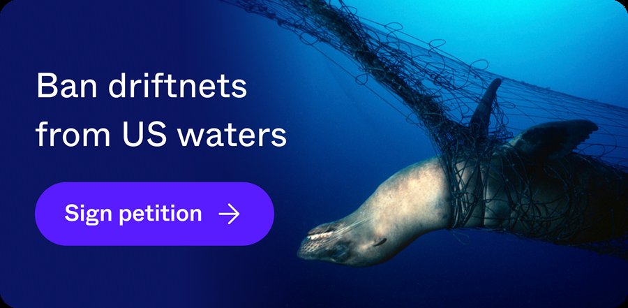 AmyRoseKathryn's tweet photo. It’s time to stop the needless slaughter of dolphins, sea turtles, and other marine wildlife by the use of driftnets off the coast of California. Sign the petition: https://t.co/5BSaKvvEIF #deathnets https://t.co/lNYRasSPDH