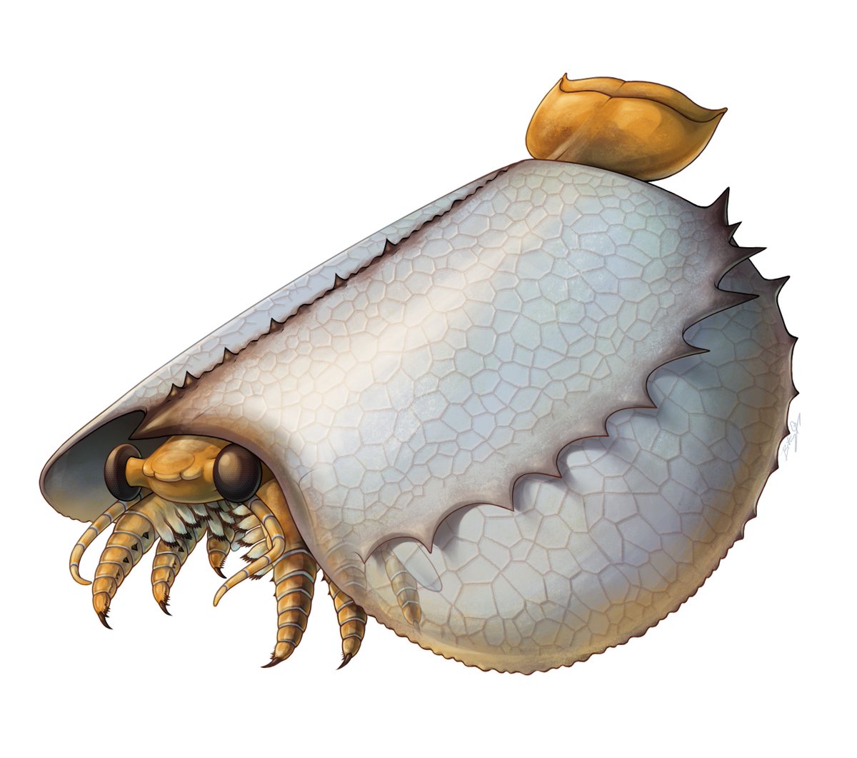 trichodes's tweet photo. A new #Cambrian arthropod is revealed! In this case, Tuzoia 🌮, an enigmatic bivalved arthropod that has been known for over 100 years, gets a full makeover. Paper by myself and Dr. Jean-Bernard Caron at @ROMtoronto and @eebtoronto. Art by Brittany Cheung
https://t.co/BHqkLjjS4f https://t.co/PtrTU4uPtI
