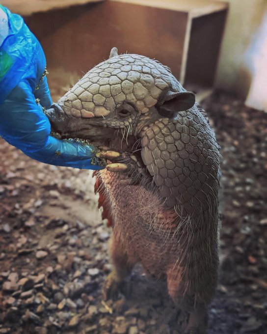 armadillos