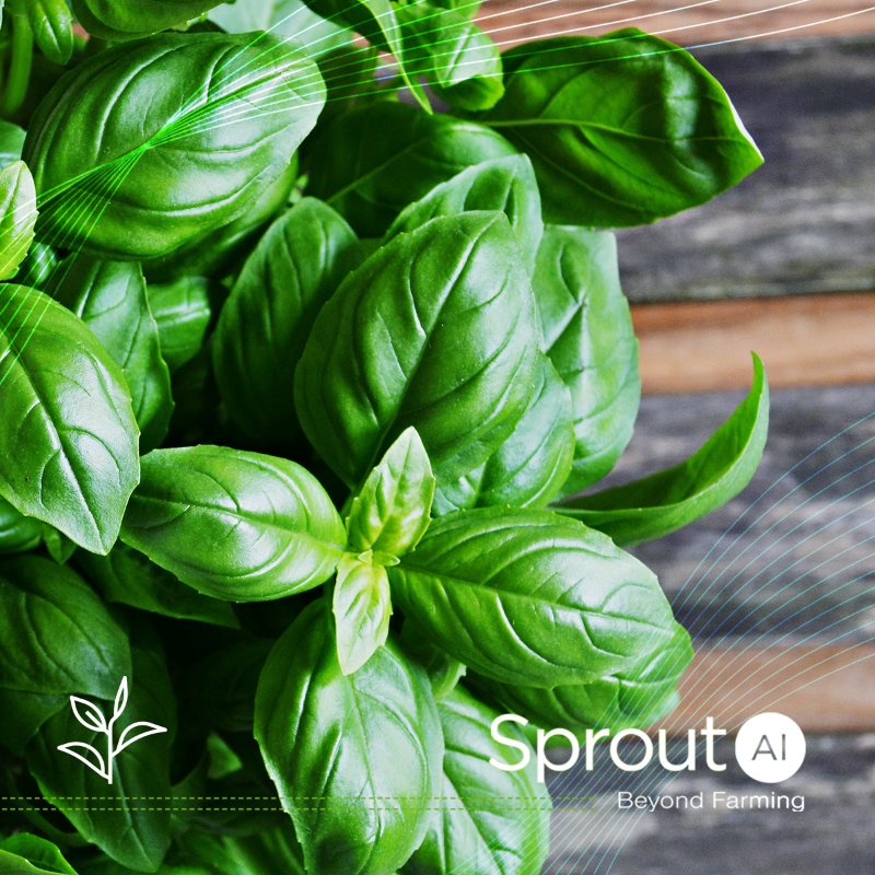 SproutAIS's tweet photo. There are many advantages to our #fogponic growing systems when compared to traditional #farming methods, including:

✅ Utilizing a fraction of the water

✅ Provides more oxygen, and better feeding to the #roots

✅ Reduced risk of water-borne contamination

✅ … and more! ⬇️