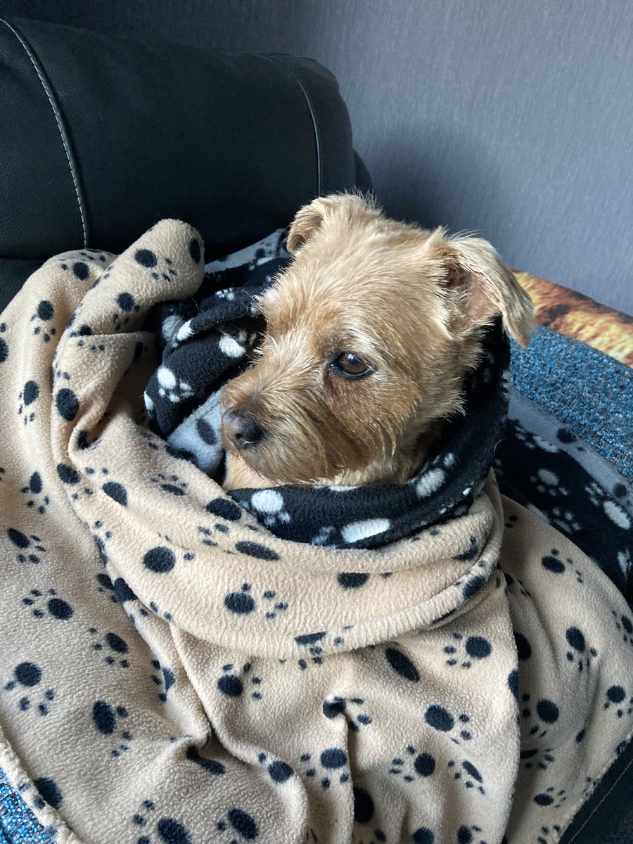 All snuggled up after his haircut ✂️ 💈