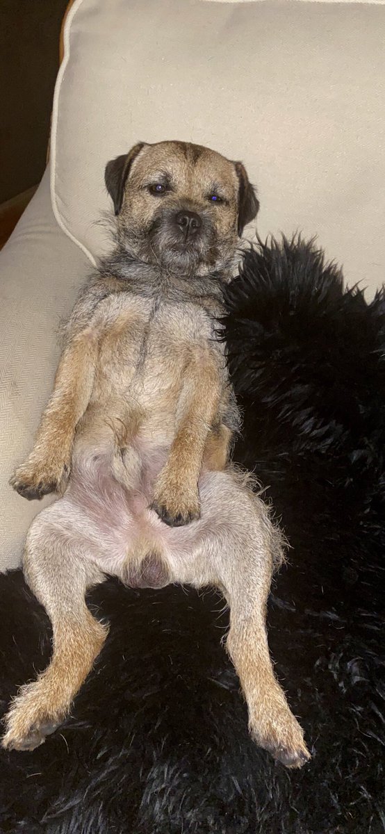 RuffralphT's tweet photo. Anyone else relaxing on these cold December evenings? https://t.co/1Mp1fZN0hG